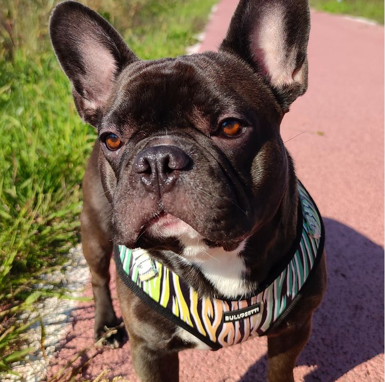 Pettorina regolabile ZEBRA - Bullosetti